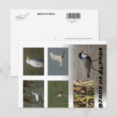 Carte Postale Chypre nature animaux oiseaux (Devant / Derrière)