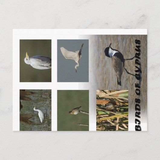 Carte Postale Chypre nature animaux oiseaux (Devant)