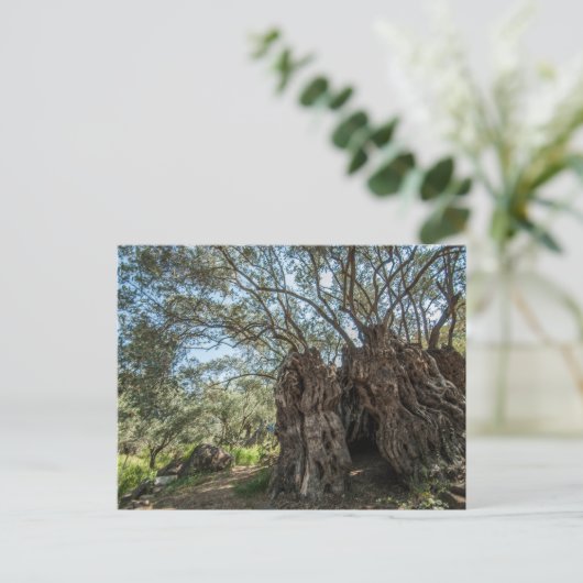 Carte postale Chypre, olivier géant (Debout devant)