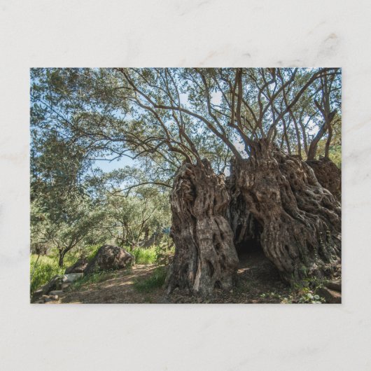 Carte postale Chypre, olivier géant (Devant)