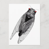 Carte Postale Cicada (Devant)
