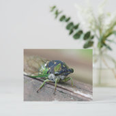Carte Postale Cicada (Debout devant)