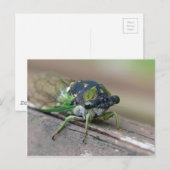 Carte Postale Cicada (Devant / Derrière)