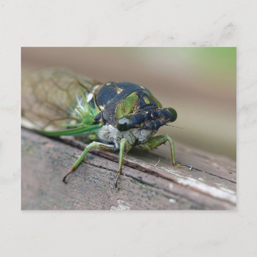 Carte Postale Cicada (Devant)