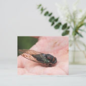 Carte Postale Cicada (Debout devant)