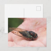 Carte Postale Cicada (Devant / Derrière)