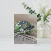 Carte Postale Cicada (Debout devant)