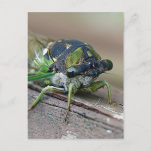 Carte Postale Cicada