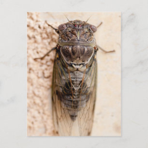 Carte Postale cicada