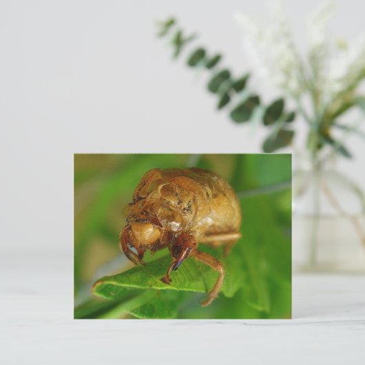 Carte Postale cicada1 (Debout devant)