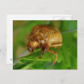 Carte Postale cicada1 (Devant / Derrière)