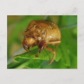Carte Postale cicada1 (Devant)