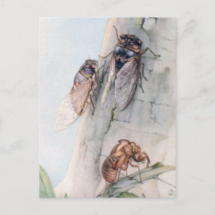 CARTE POSTALE CICADA 2