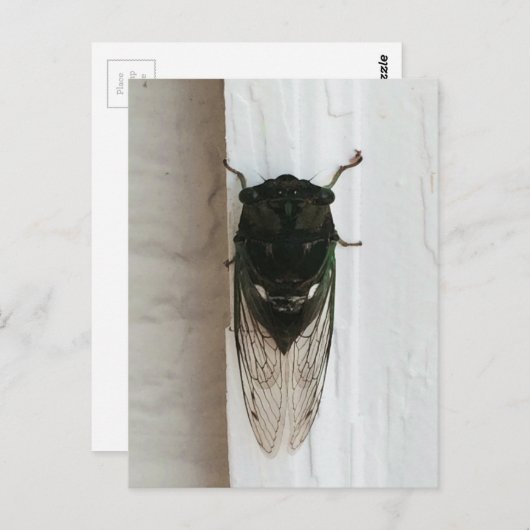 Carte Postale Cicada Photo (Devant / Derrière)