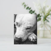Carte Postale cicatrice de harry potter chien pit bull blanc (Debout devant)
