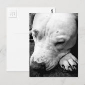 Carte Postale cicatrice de harry potter chien pit bull blanc (Devant / Derrière)