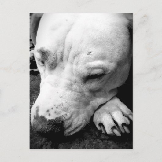 Carte Postale cicatrice de harry potter chien pit bull blanc (Devant)