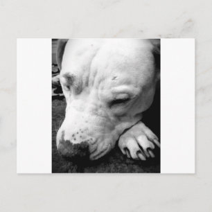 Carte Postale cicatrice de harry potter chien pit bull blanc