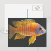 Carte Postale Cichlid de paon (Devant / Derrière)