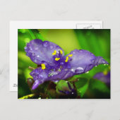 Carte Postale Ciel bleu (Devant / Derrière)