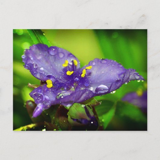 Carte Postale Ciel bleu (Devant)