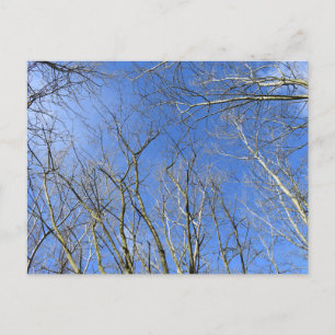 Carte Postale Ciel bleu, Arbres en hiver