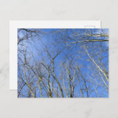 Carte Postale Ciel bleu, Arbres en hiver (Devant / Derrière)
