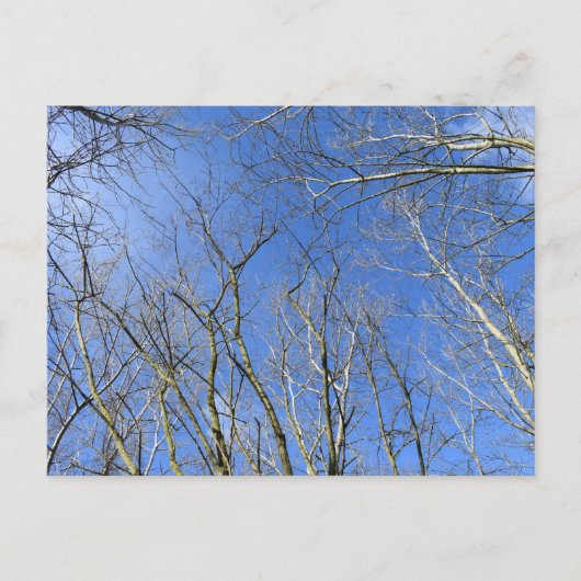 Carte Postale Ciel bleu, Arbres en hiver (Devant)