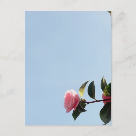 Carte Postale Ciel bleu fleur rose Camellia (Devant)