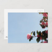 Carte Postale Ciel bleu fleur rose Camellia (Devant / Derrière)