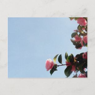 Carte Postale Ciel bleu fleur rose Camellia