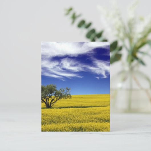 Carte Postale Ciel de Canola, Saskatchewan, Canada (Debout devant)