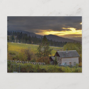 Carte Postale Ciel de coucher de soleil sur des vignobles et une