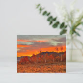 Carte Postale Ciel en Feu (Debout devant)
