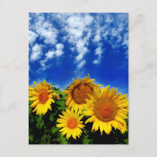 Carte Postale Ciel et fleur
