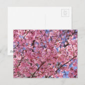 Carte Postale Ciel Rose de Cerisier Sakura (Devant / Derrière)