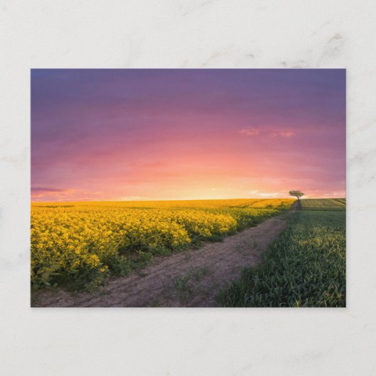 Carte Postale Ciel Rose La Nuit (Devant)