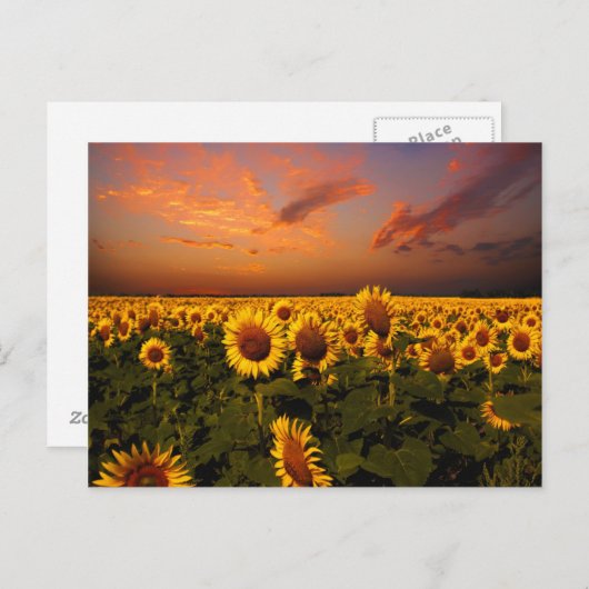 Carte Postale Ciels sanglants (Devant / Derrière)