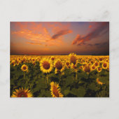 Carte Postale Ciels sanglants (Devant)