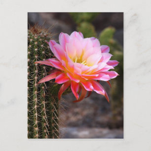 Carte Postale Cierge en fleur rose de cactus