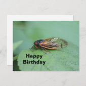 Carte Postale Cigale Photo Anniversaire (Devant / Derrière)