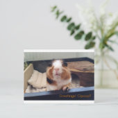 Carte postale cigar (Debout devant)