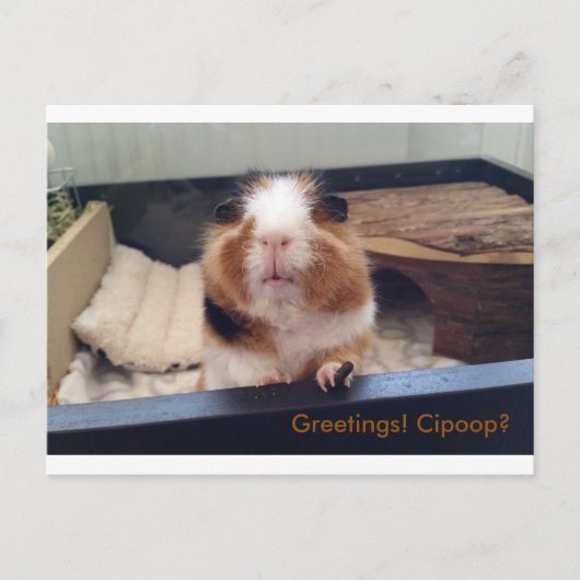 Carte postale cigar (Devant)