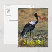 Carte Postale cigogne à selle (Devant / Derrière)