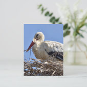 Carte Postale cigogne blanche dans son nid (Debout devant)