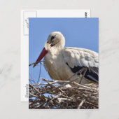 Carte Postale cigogne blanche dans son nid (Devant / Derrière)