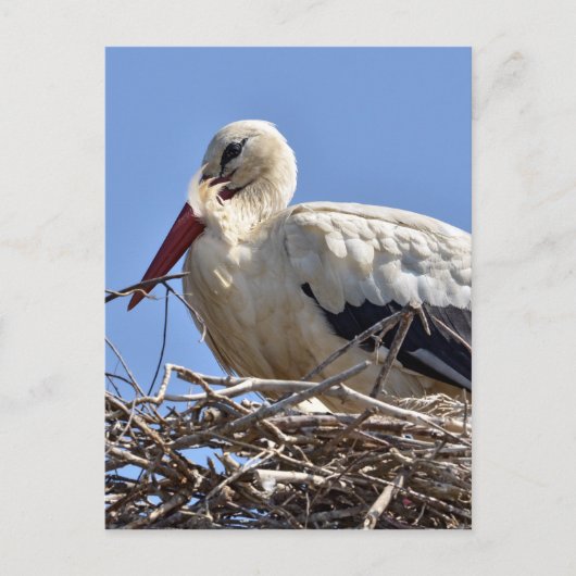 Carte Postale cigogne blanche dans son nid (Devant)