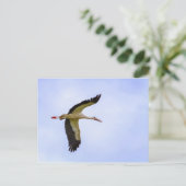 Carte Postale cigogne blanche européenne (Debout devant)