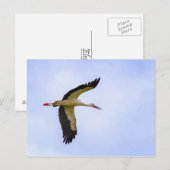 Carte Postale cigogne blanche européenne (Devant / Derrière)