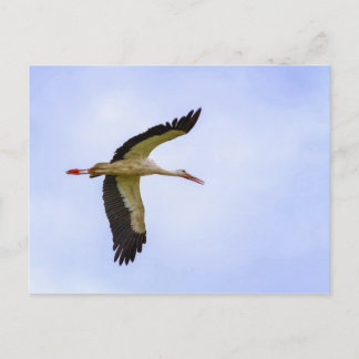 Carte Postale cigogne blanche européenne